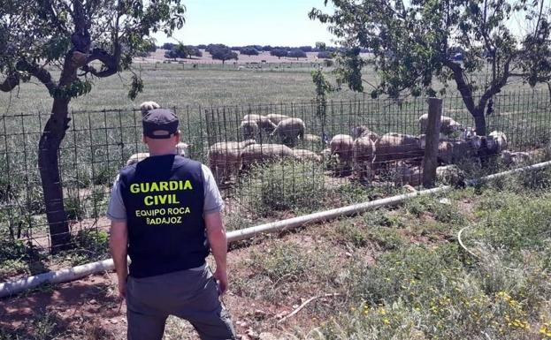 Investigan a un vecino de Valencia de Alcántara por el robo de 20 borregos en Talavera