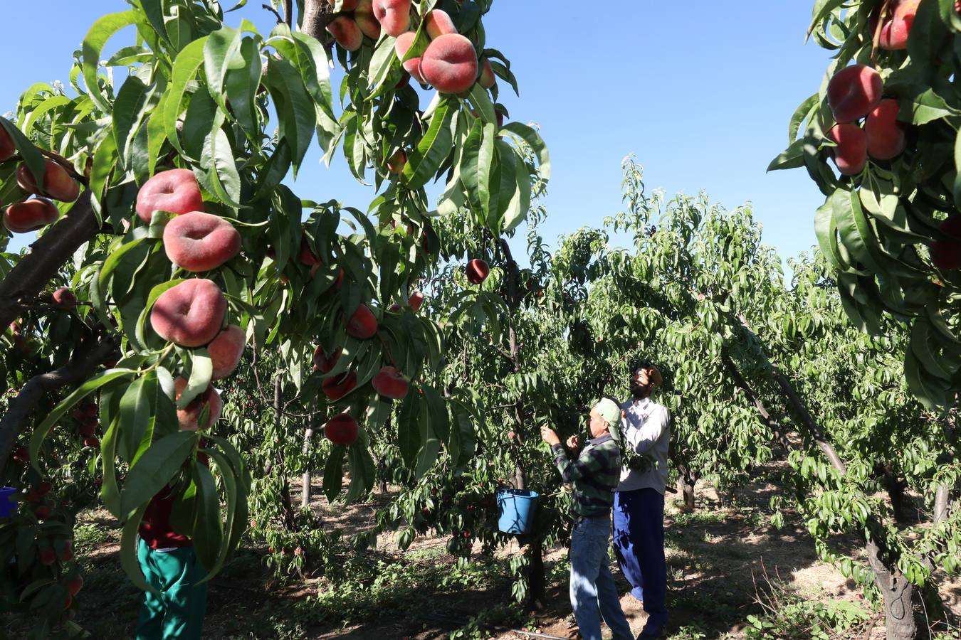 La venta al exterior supone el 75% del mercado de la fruta extremeña