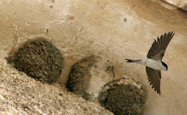 Charla sobre los vencejos esta tarde en el Ateneo de Cáceres