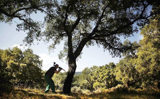 Los reyes del descorche