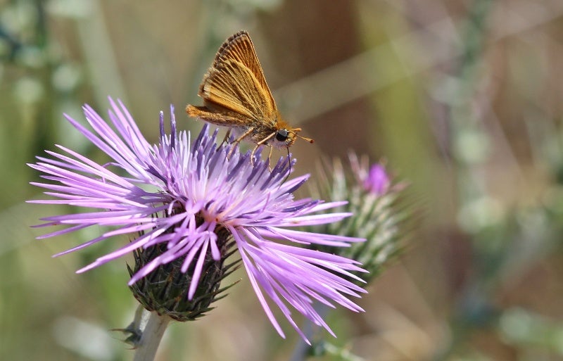 Maratón fotográfico para captar la esencia natural de La Serena