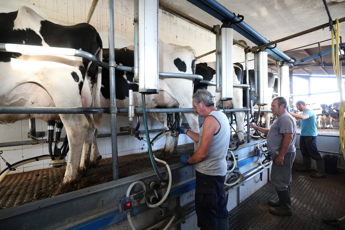 El vacuno de leche resiste y siguen activas un centenar de explotaciones en la región