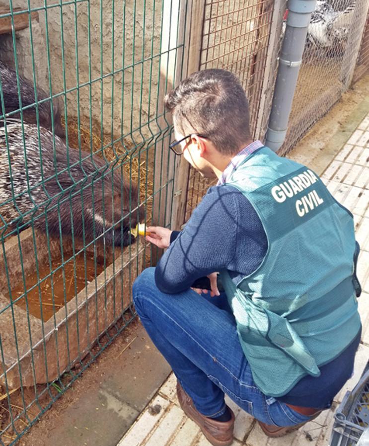 Desmantelado un zoológico ilegal en Villafranca de los Barros