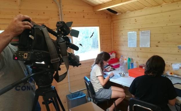 AMUS liberará en el parque de Cornalvo varias aves salvajes recuperadas en su hospital