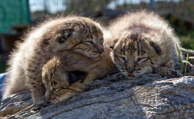Treinta y cinco cachorros de lince ibérico salen adelante esta temporada