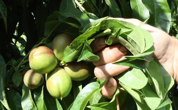 Denuncian ante la Inspección de Trabajo a siete empresas del campo extremeño