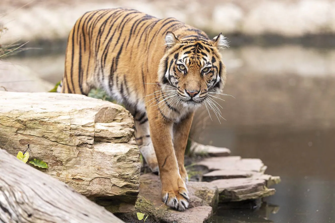 Día Internacional del tigre en Australia