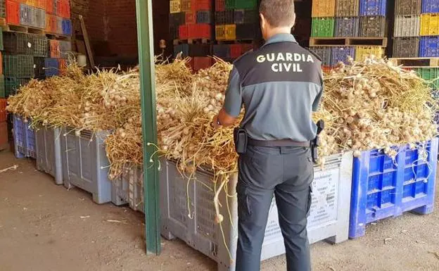 Detenidas tres personas en Aceuchal por robar 7.000 kilos de 'ajos morados' de Cuenca
