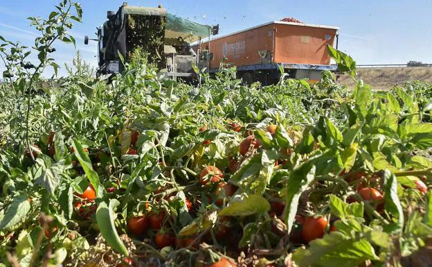 La Bajada De La Producción Mundial Alivia Al Tomate Extremeño | Hoy