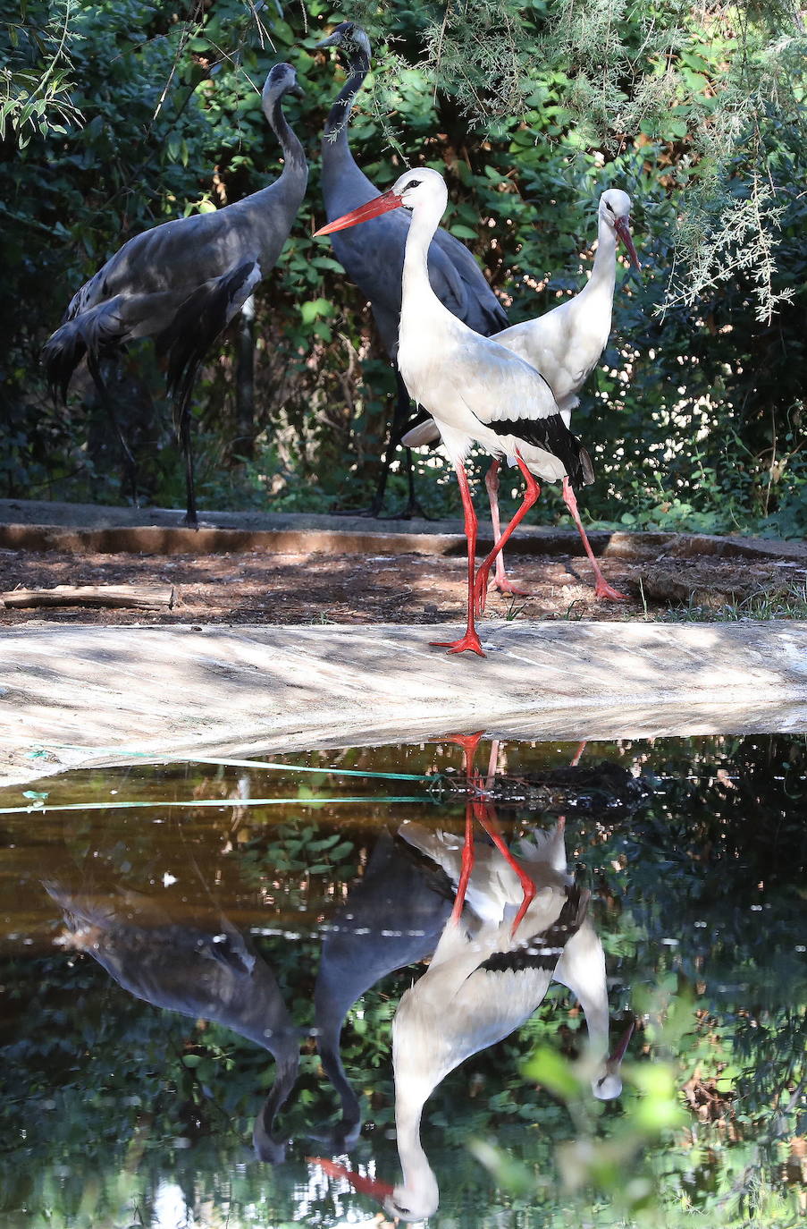 Medicina quirúrgica en aves con traumatismos mediante la utilización de huesos de aves fallecidas