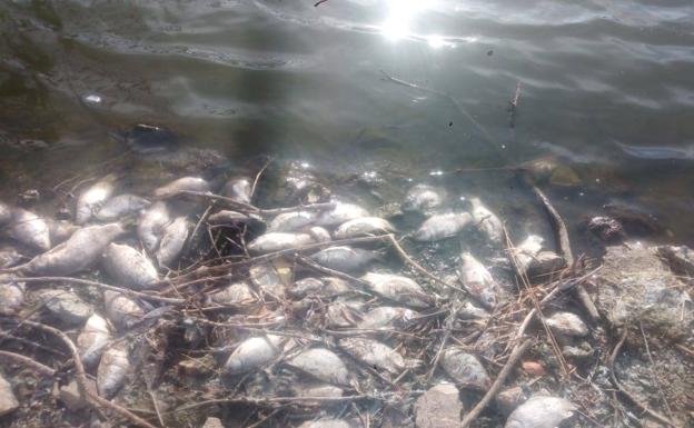 La Confederación retira peces muertos en la presa de Villalba de los Barros