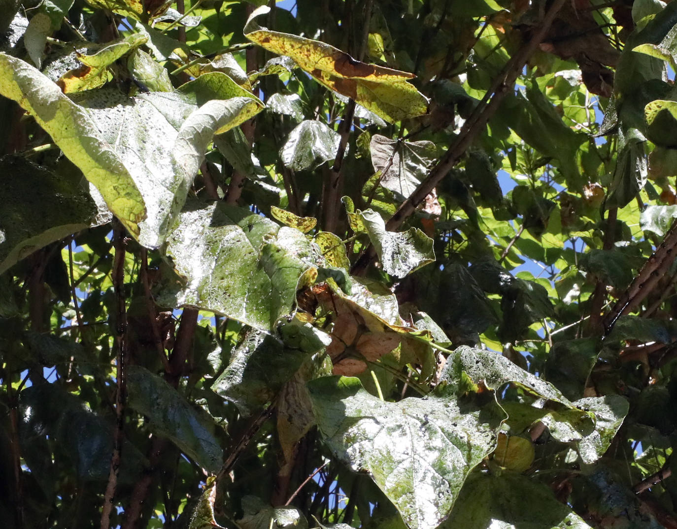 La resina de los árboles enfermos de Prointisa en Mérida ensucian las calles y coches
