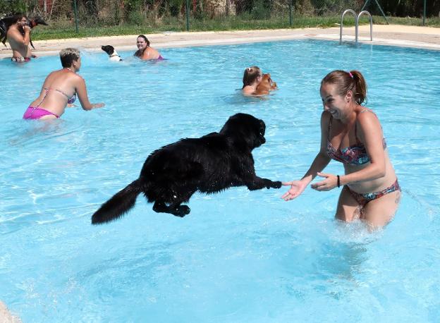 'Patas al agua' celebra el 1 de septiembre su IV edición en la piscina de Nueva Ciudad de Mérida