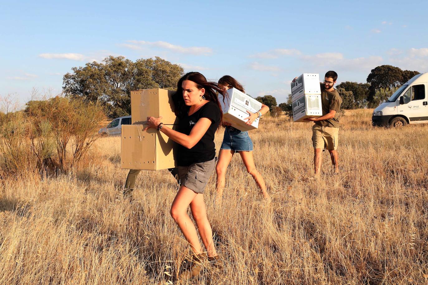 Aves que emprenden de nuevo el vuelo