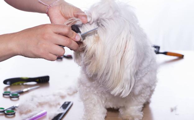 Estafado un vecino de Valencia de las Torres que compró un perro por internet y nunca lo recibió