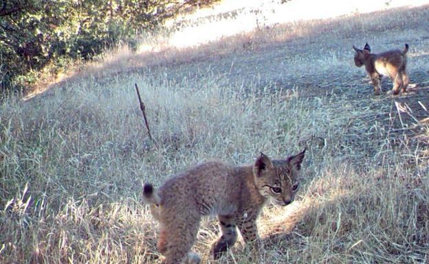 Nacen los primeros cachorros de lince en libertad