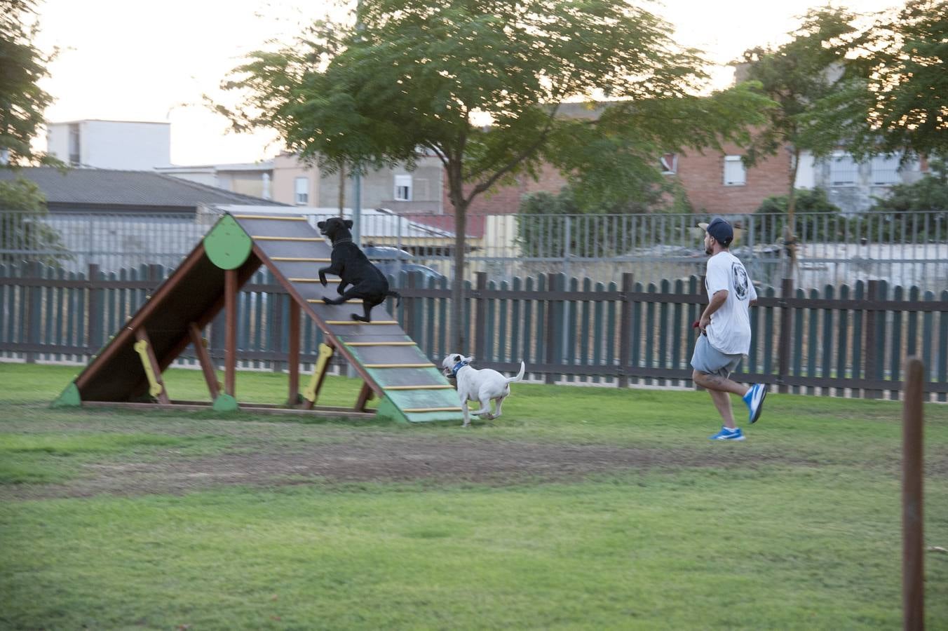 El parque donde solo juegan los perros