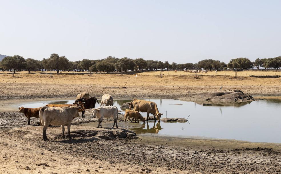«Si no llueve de aquí a final de mes, nos quedamos sin agua para el ganado»