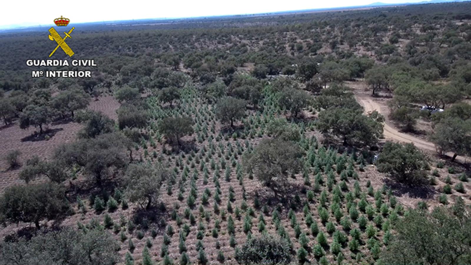 22.000 plantas de cánnabis en la dehesa extremeña