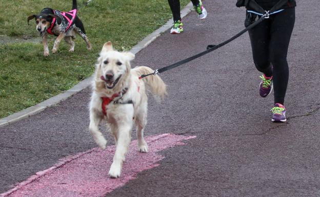 Zamora cobrará un impuesto de nueve euros por tener perro