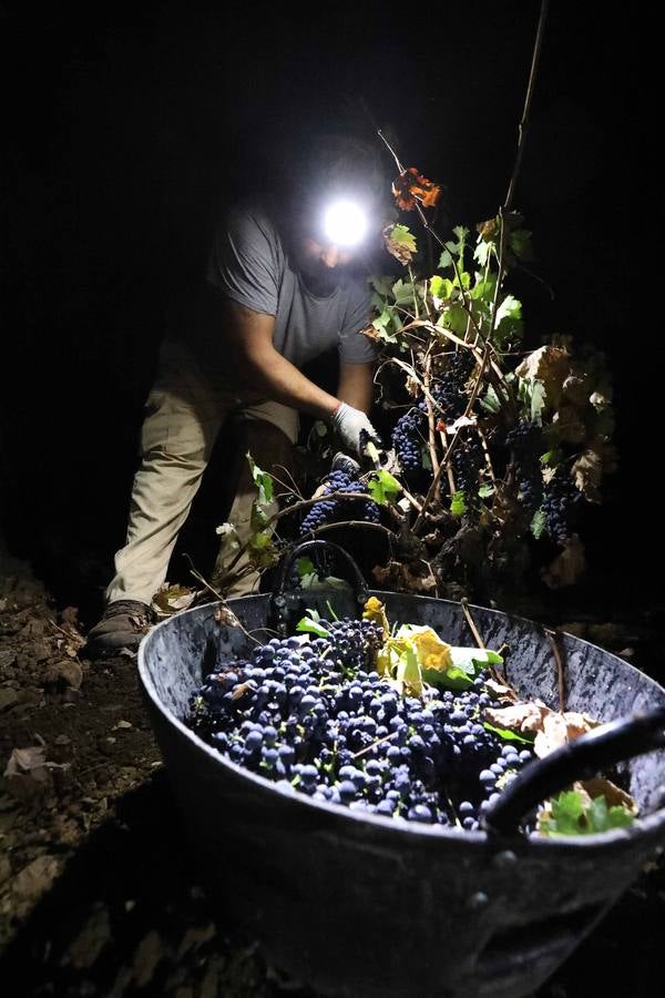La vendimia se vuelve nocturna
