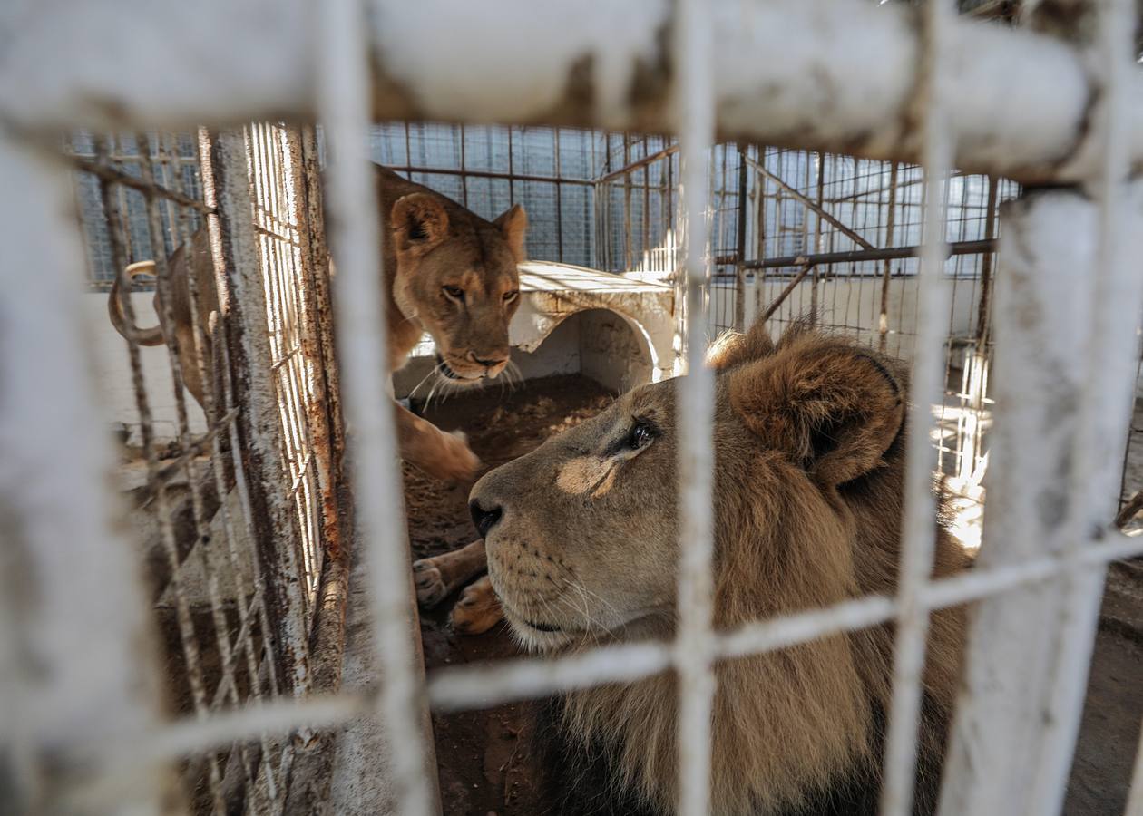 Tres leones recién nacidos en Gaza