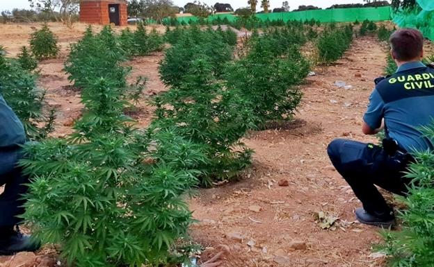 La Guardia Civil encuentra 740 plantas de marihuana ocultas en una finca de Montijo