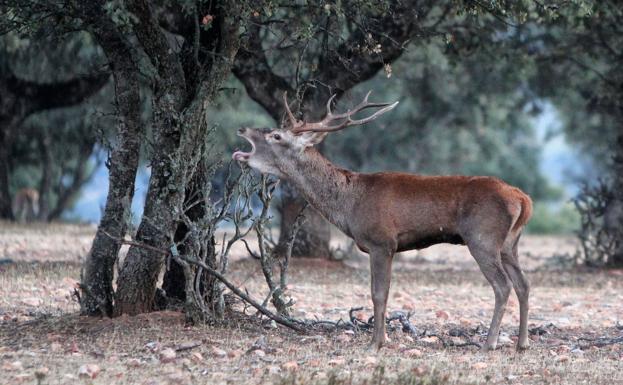 Llegan los primeros sonidos de la berrea en Monfragüe