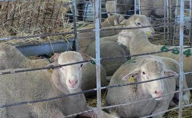 Los costes del ovino de carne subieron en 38 millones de euros por las sequías, según estudio