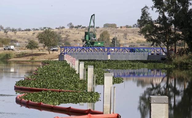 Los diques construidos evitan que el camalote invada el tramo del Guadiana a su paso por Mérida