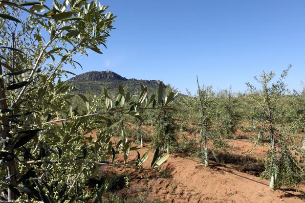 Una nueva almazara producirá hasta 6.300 toneladas de aceite al año en Lobón