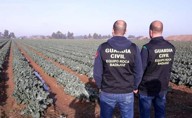 Dos investigados en Badajoz por robar nueces en fincas y amenazar con una navaja