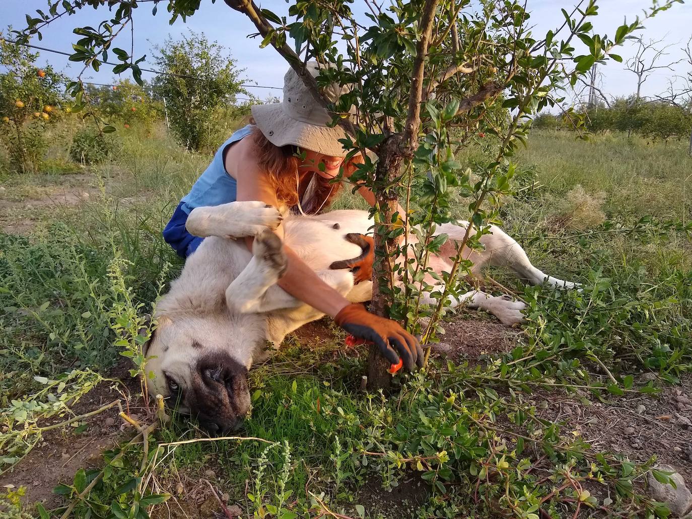 Proyecto galardonado de agricultura regenerativa en Madrigal de la Vera