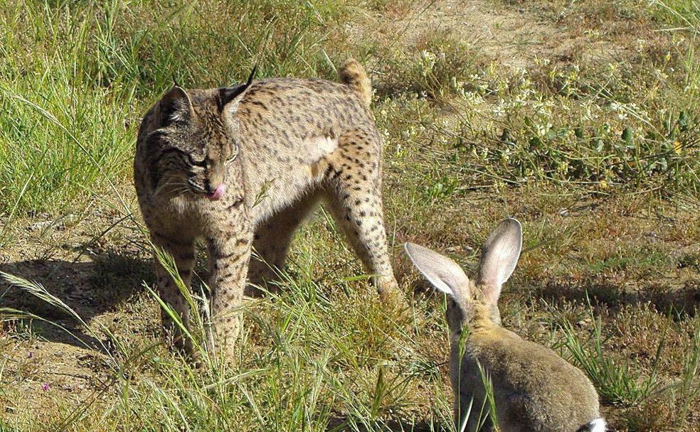 El lince Granito se retira en Guadalajara