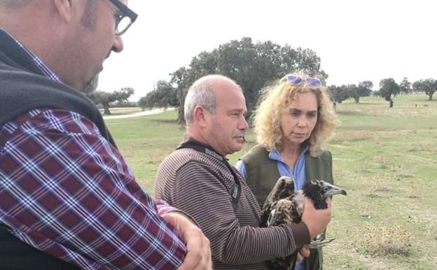 Liberado un alimoche entre Acehúche y Ceclavín, su única zona de invernada en Europa