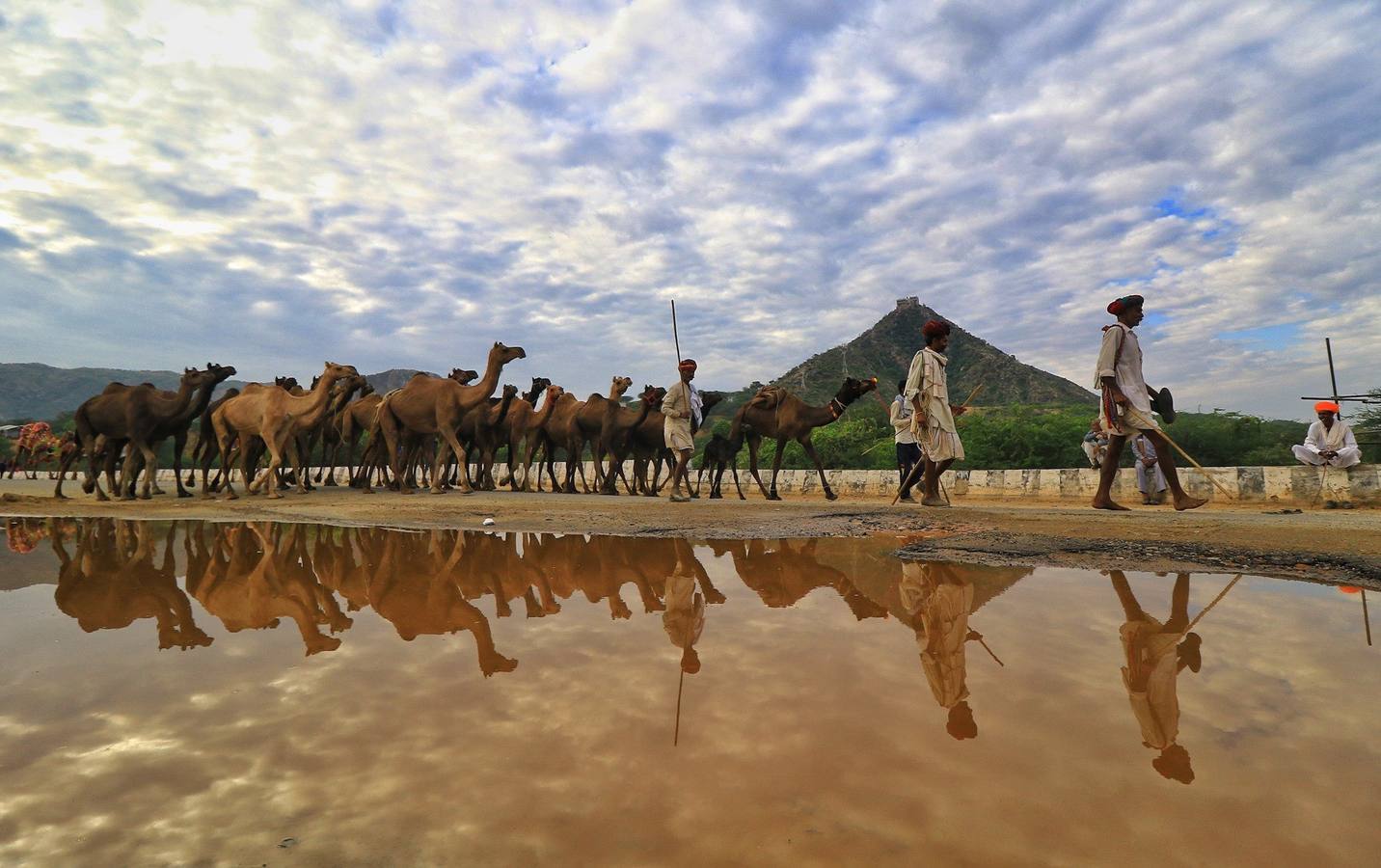 Comerciantes de camellos durante la Feria Pushkar 2019