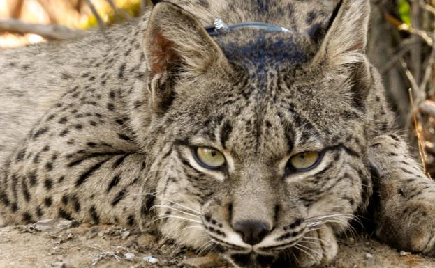 Muere atropellado un lince ibérico en la A-5, cerca de Almaraz
