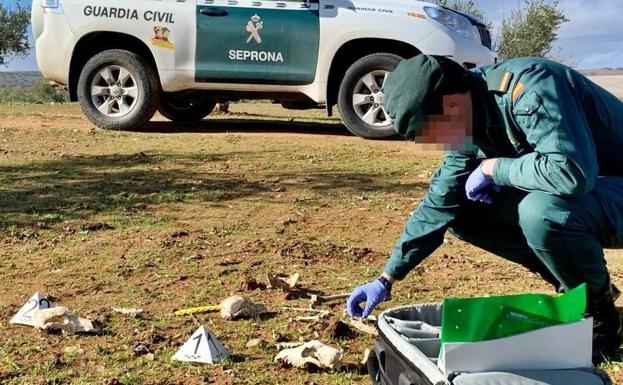 Doce investigados en la comarca de Tierra de Barros por la muerte de 46 perros