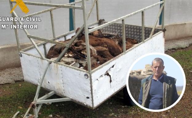 El Seprona investiga por maltrato a un ganadero de Siruela tras hallar 60 ovejas muertas en su finca