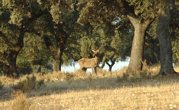Fedexcaza defiende que la actividad cinegética es imprescindible en Monfragüe
