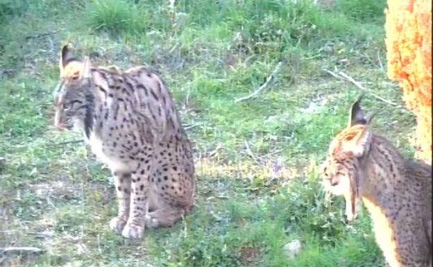 Comienza la temporada reproductora del lince ibérico en Zarza de Granadilla