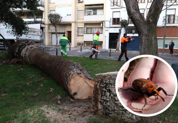 El picudo rojo acabó el año pasado con 15 palmeras de varios parques de Mérida