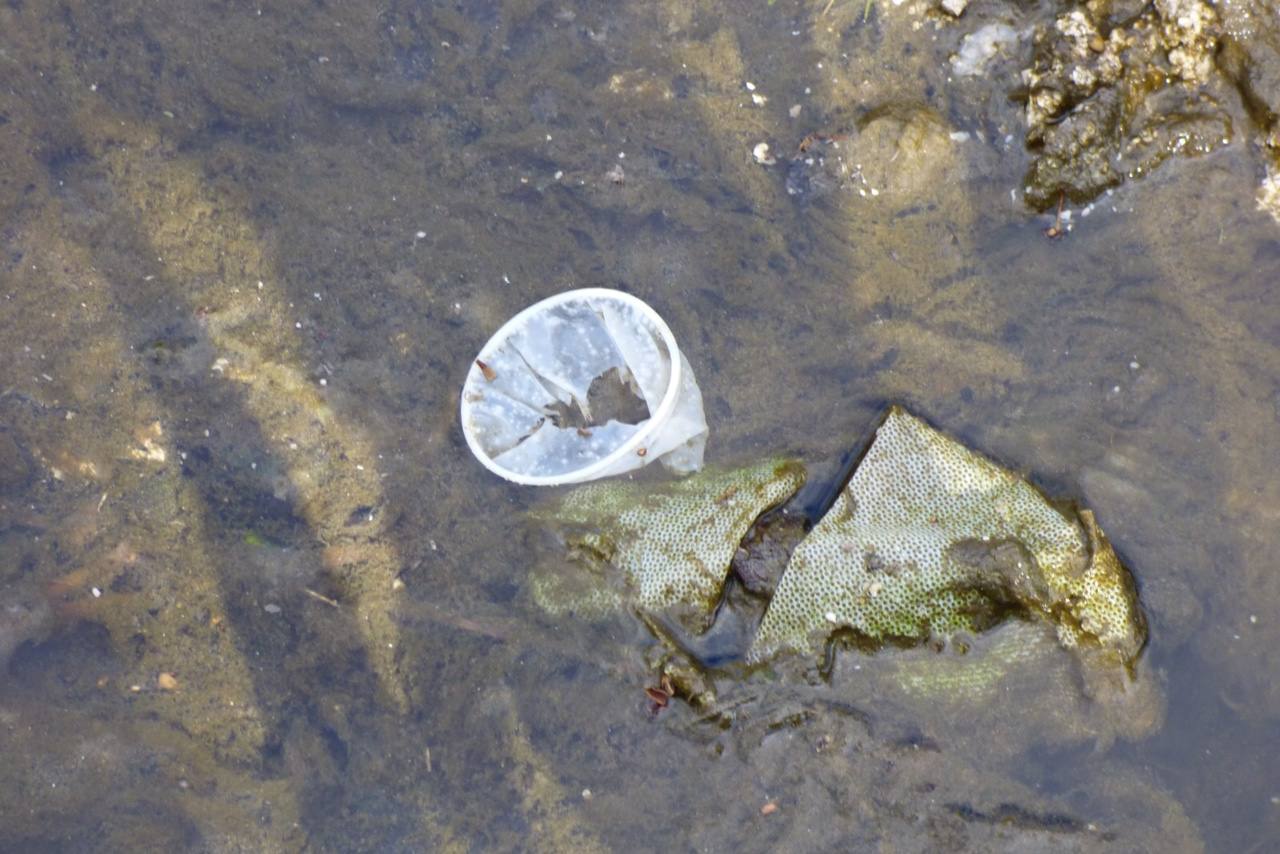 Adenex denuncia la acumulación de basura en el río Albarregas