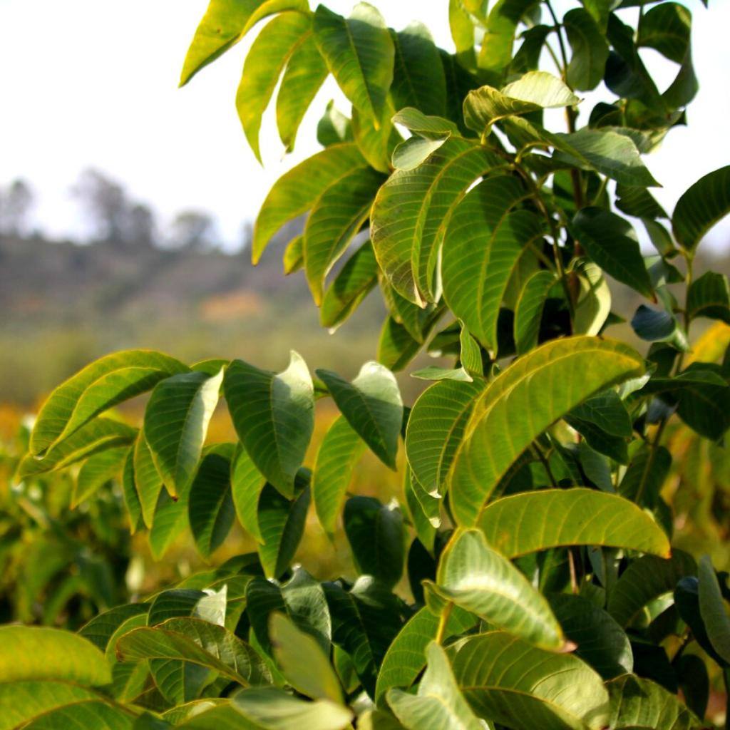 Nogalnature, más de una década de entrega y dedicación al nogal