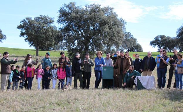 Liberan en el bosque mediterráneo de Sierra Morena dos linces ibérico criados en Cáceres