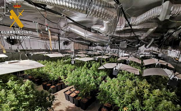 Cae una banda que cultivaba marihuana en una nave de Almendralejo con enganche eléctrico ilegal