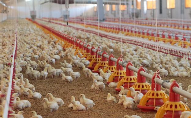 El grupo holandés Plukon compra la industria avícola extremeña Veravic