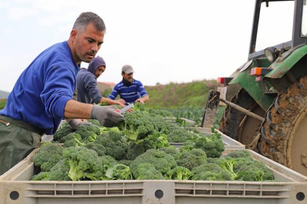 Los productos agrícolas se encarecen más de un 340% entre el campo y las tiendas