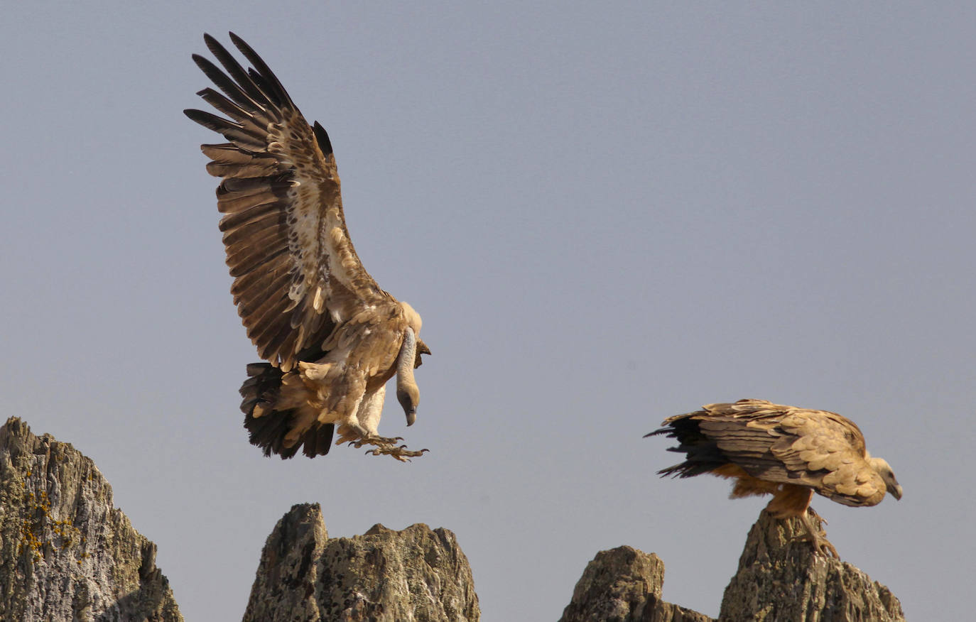 Monfragüe, en el podio español de la ornitología