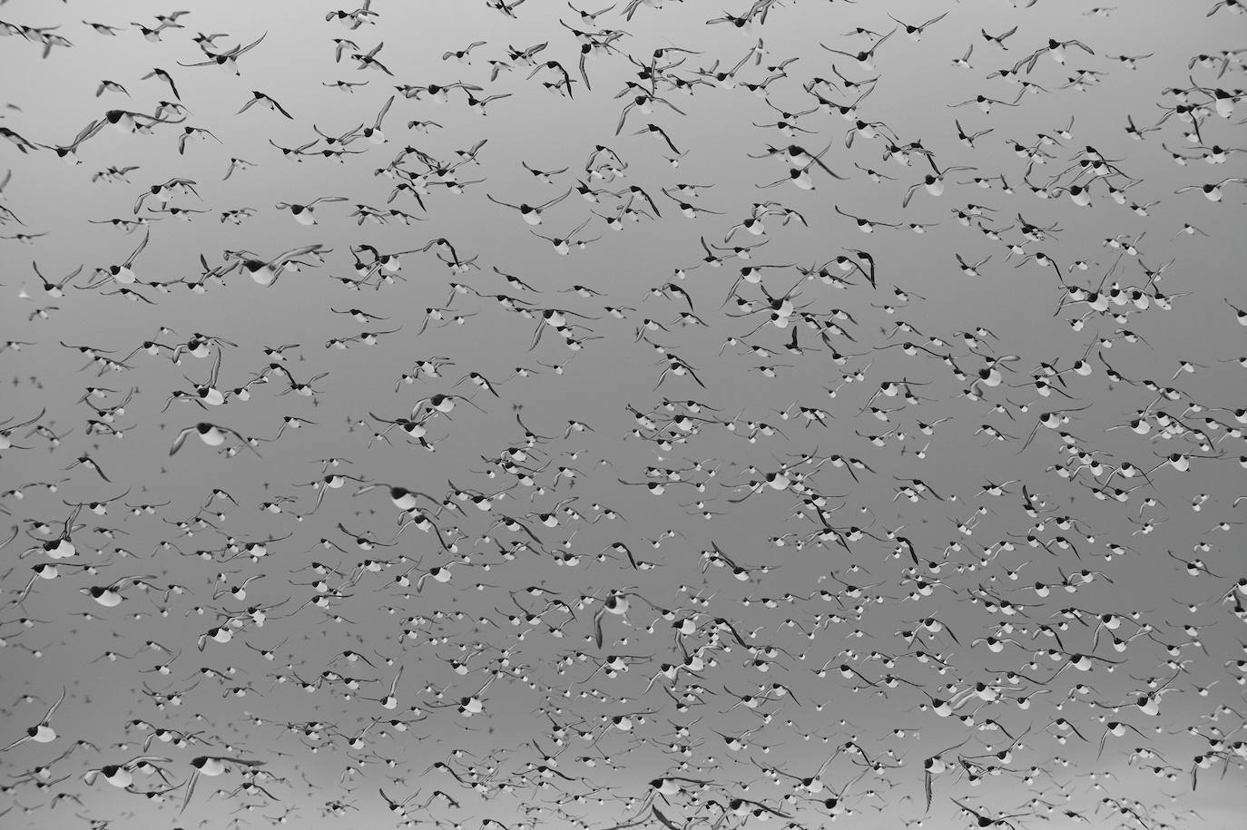 El concurso fotográfico de FIO anuncia sus ganadores